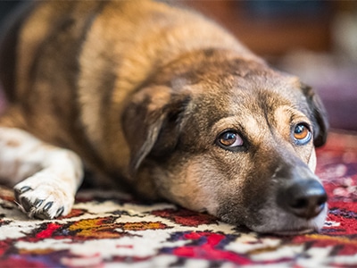 Professional Oriental Rug Pet and Urine Odor Removal